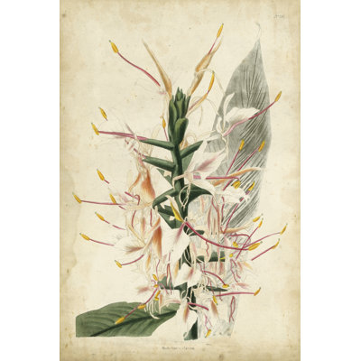 Tropical Delight II by Edmonston & Douglas - Wrapped Canvas Print