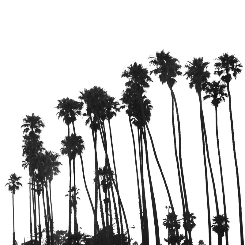 Tropical Palm Tree - Wrapped Canvas Print, 51cm H x 51cm W x 3.8cm
