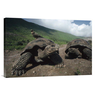 " Volcan Alcedo Giant Tortoise With Galapagos Hawk, Galapagos Islands "