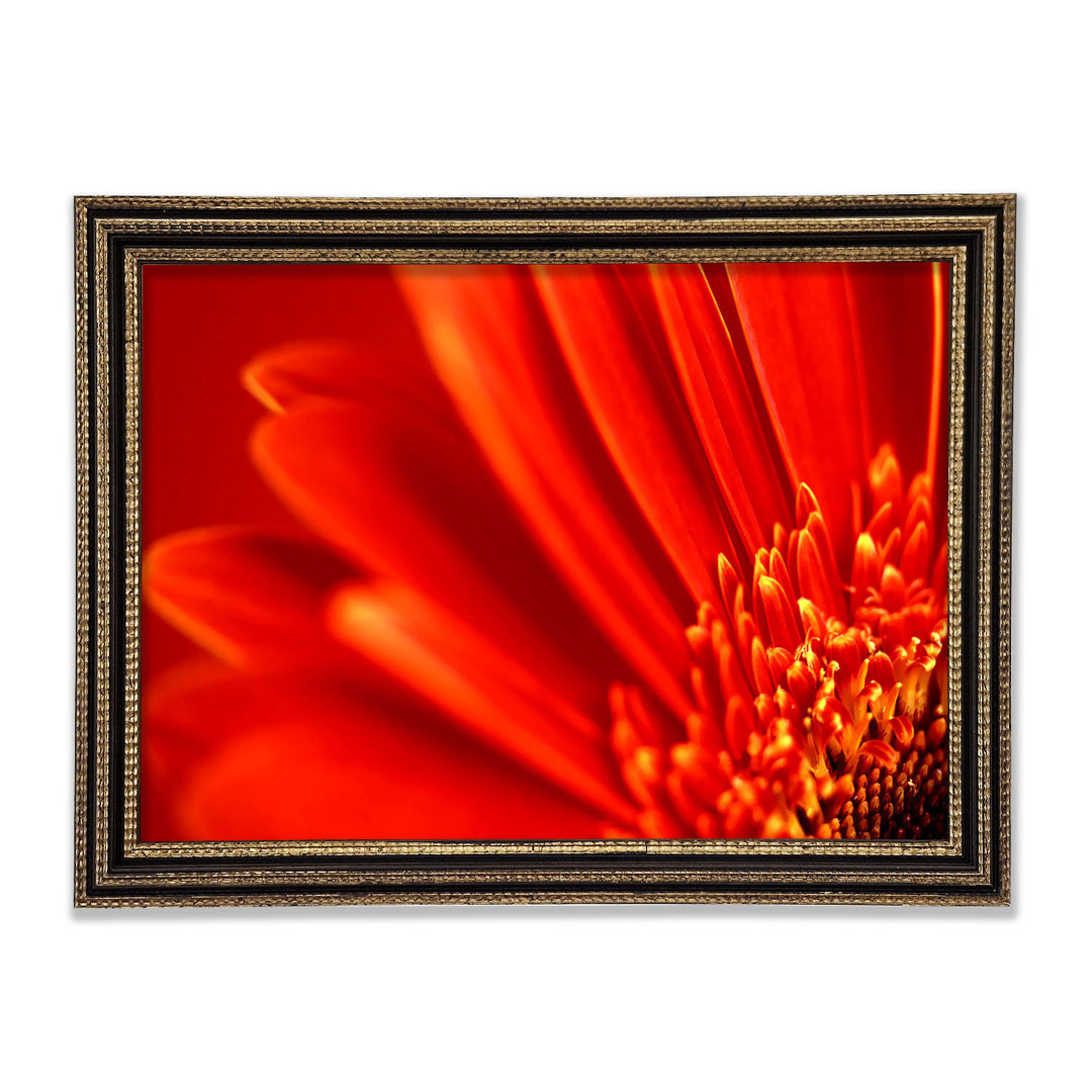 Rot-orange Gerbera-Blütenblätter Gerahmter Druck