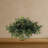 Ivy with White Wash Planter Silk Plant