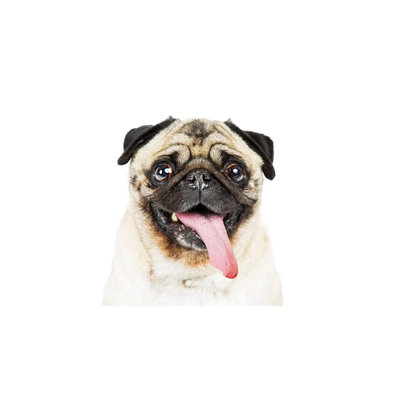 Closeup Pug Dog Tongue Hanging Out by Susan Richey - Gallery-Wrapped Canvas Giclée on Canvas, 20.32 cm H x 30.48 cm W, Canvas