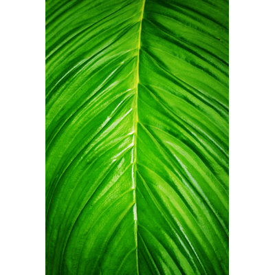 Tropical Leaf Background by Hidesy - Wrapped Canvas Print