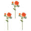 Ranunculus Clooney 19 po Just Cut -1336727399