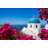 Church Of Santorini by Santorines - Wrapped Canvas Print-1113947777