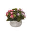 Arrangement de roses en pot-628208898