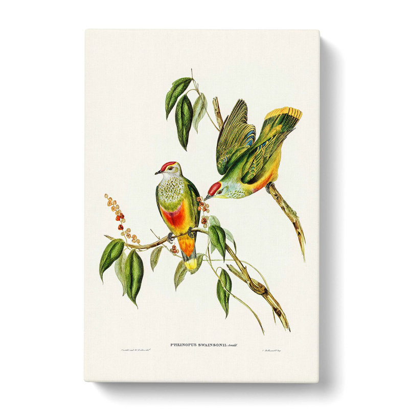 Swainson's Fruit Pigeons by Elizabeth Gould - Wrapped Canvas, 50cm H x 35cm W x 3cm D