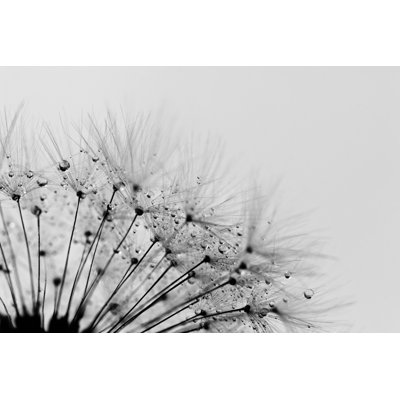 " Dandelion " by Julia_Sudnitskaya