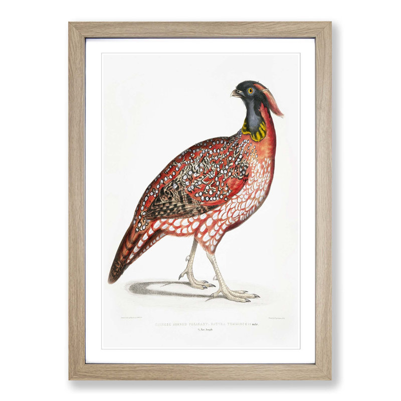 Chinese Horned Pheasant Illustration by John Edward Gray - Picture Frame Painting Print, 36cm H x 27cm W x 2cm D, Oak Framed