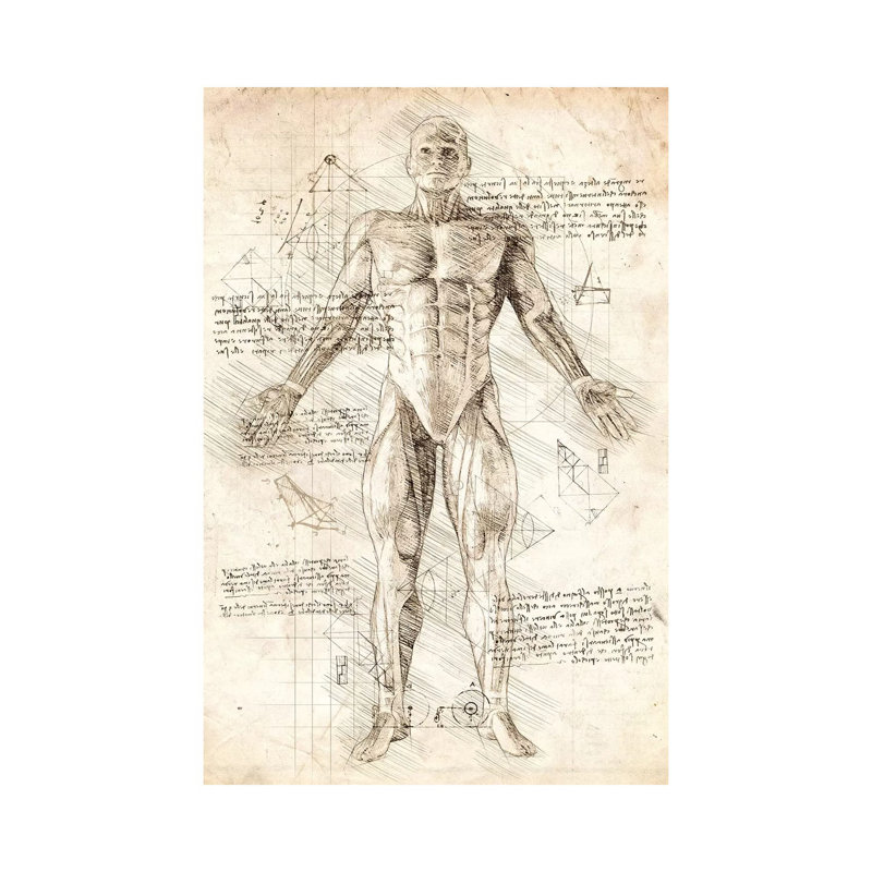 Human Male Muscles Anatomy 1 Piece Wrapped Canvas Wall Art, 20.32 cm H x 30.48 cm W