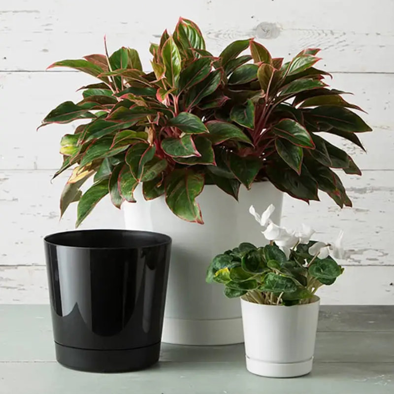 Karstin Pot Planter, 6" H x 6" W x 6" D