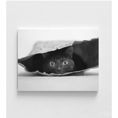 Reproduction de photo de chat, curiosité noir et blanc