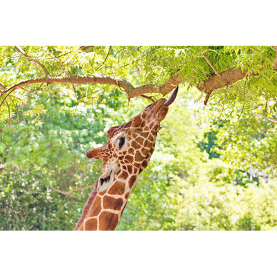 Giraffe Portrait Eating Leaves by Simplyphotos - Wrapped Canvas Print