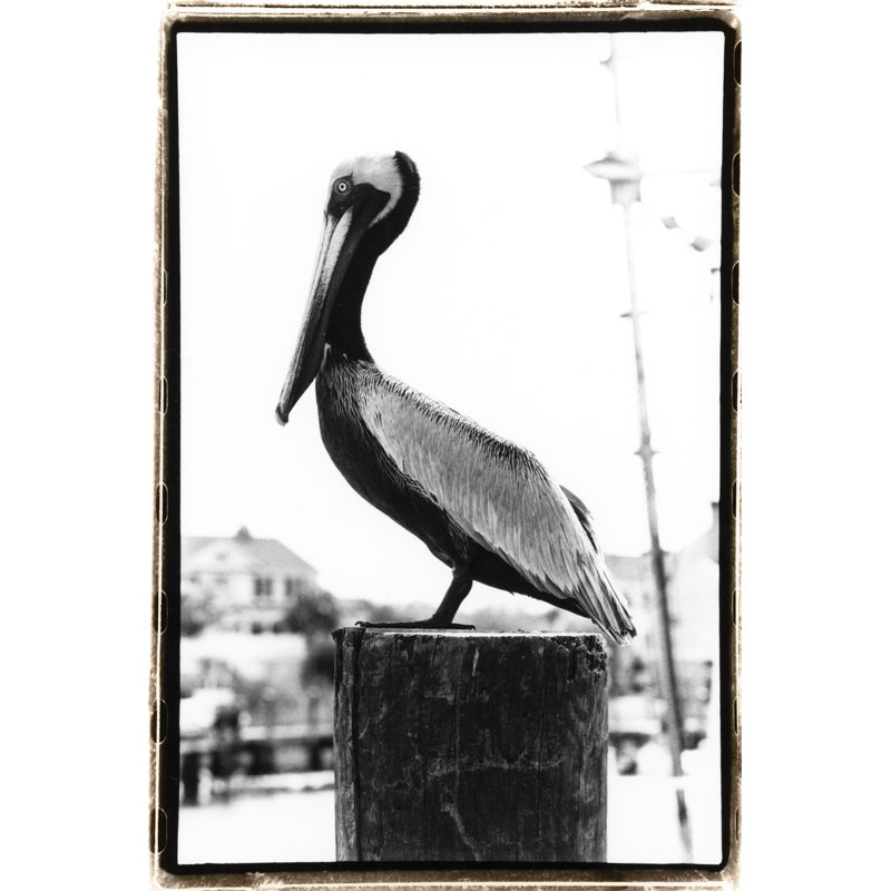 Pelican Perch by Laura DeNardo - 1 Piece Wall Art on Canvas, 122cm H x 81cm W, Black Floater Framed
