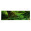 «Hoh Rainforest, Olympic National Forest, Washington», reproduction de photo sur toile-19981098-71997065