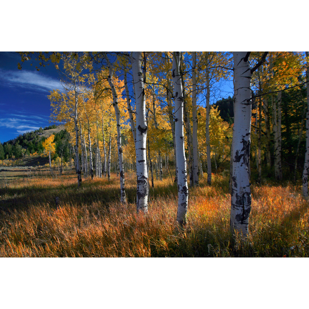 Aspen Grove in Wyoming - Wrapped Canvas Kunstdrucke