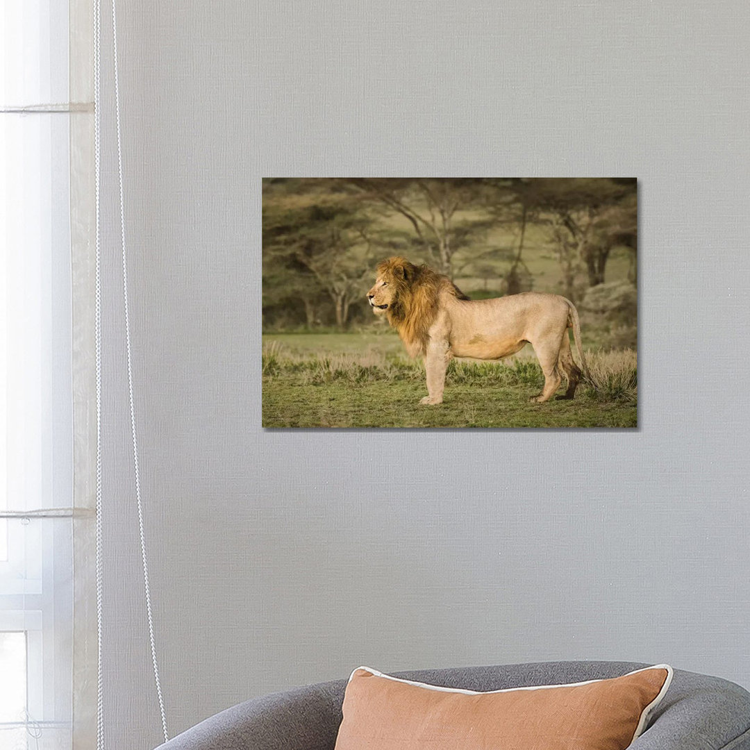 Africa, Tanzania, Ngorongoro Conservation Area. Male Lion In Profile by Jaynes Gallery - Wrapped Canvas Print
