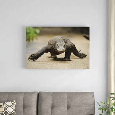 " Komodo Dragon Walking "