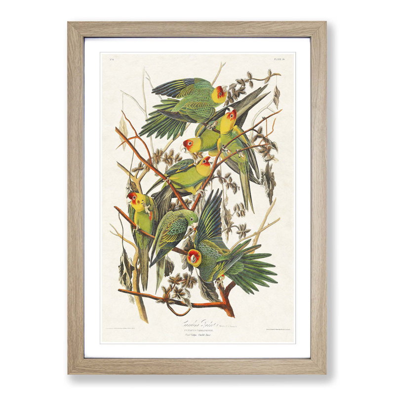 Carolina Parrots by John Audubon - Picture Frame Painting Print, Oak Framed, 48cm H x 36cm W x 2cm D