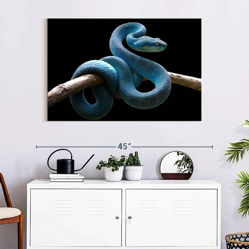 Brampt Blue Viper Snake