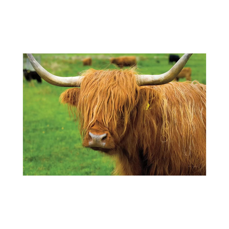 Scottish Highland Cattle I 1 Piece Wrapped Canvas Painting, 30.48 cm H x 45.72 cm W