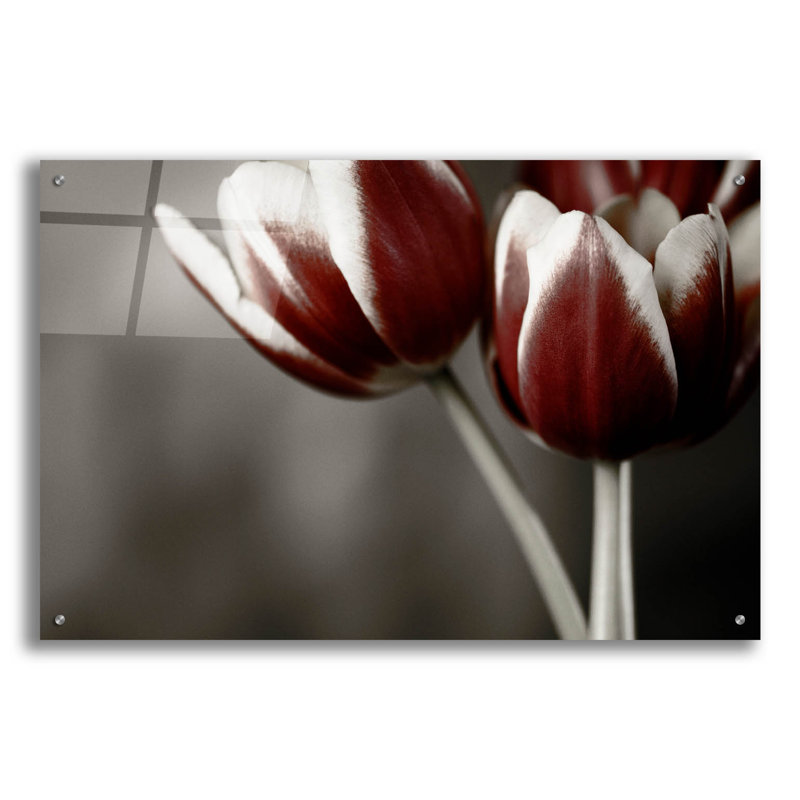 Epic Art «Red Tulips On Grey 01» par Tom Quartermai «Red Tulips On Grey 01» par Tom Quartermaine