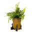Iunia Stone Weather Resistant Planter Feet