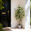 120cm Plant-1140374909
