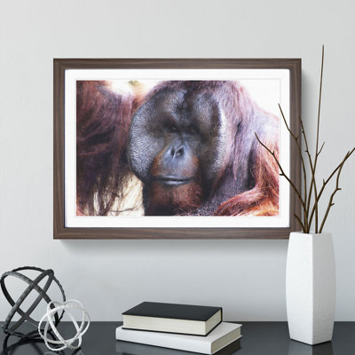 Orangutan Monkey Vol.2 - Framed Print