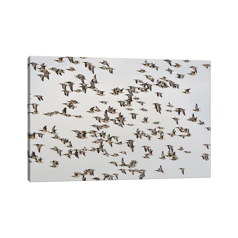 «Barnacle Geese» par Elmar Weiss - Photographie sur toile tendue, H 26 po x l 40 po x 1,5 po