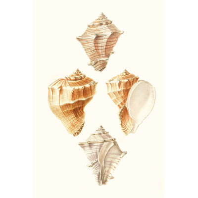 Lamarck Shells VI 1 Piece Wrapped Canvas Wall Art