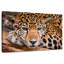 Jaguar au Belize-108841799