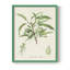 Antique Ammond Botanical III, reproduction encadrée - bois massif-2003151454-2003151446