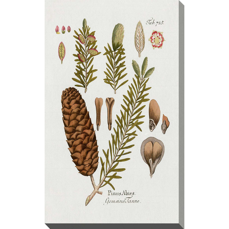 Sapin botanique par Kelly Donovan - Peinture, L 18 po x H 30 po, Toile tendue