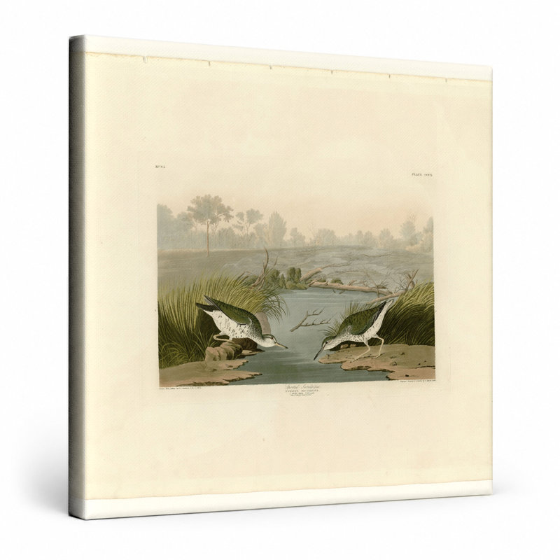Bécasseau tacheté, plaque CCDX (1835) - art mural carré sur toile, 12" W x 12" H
