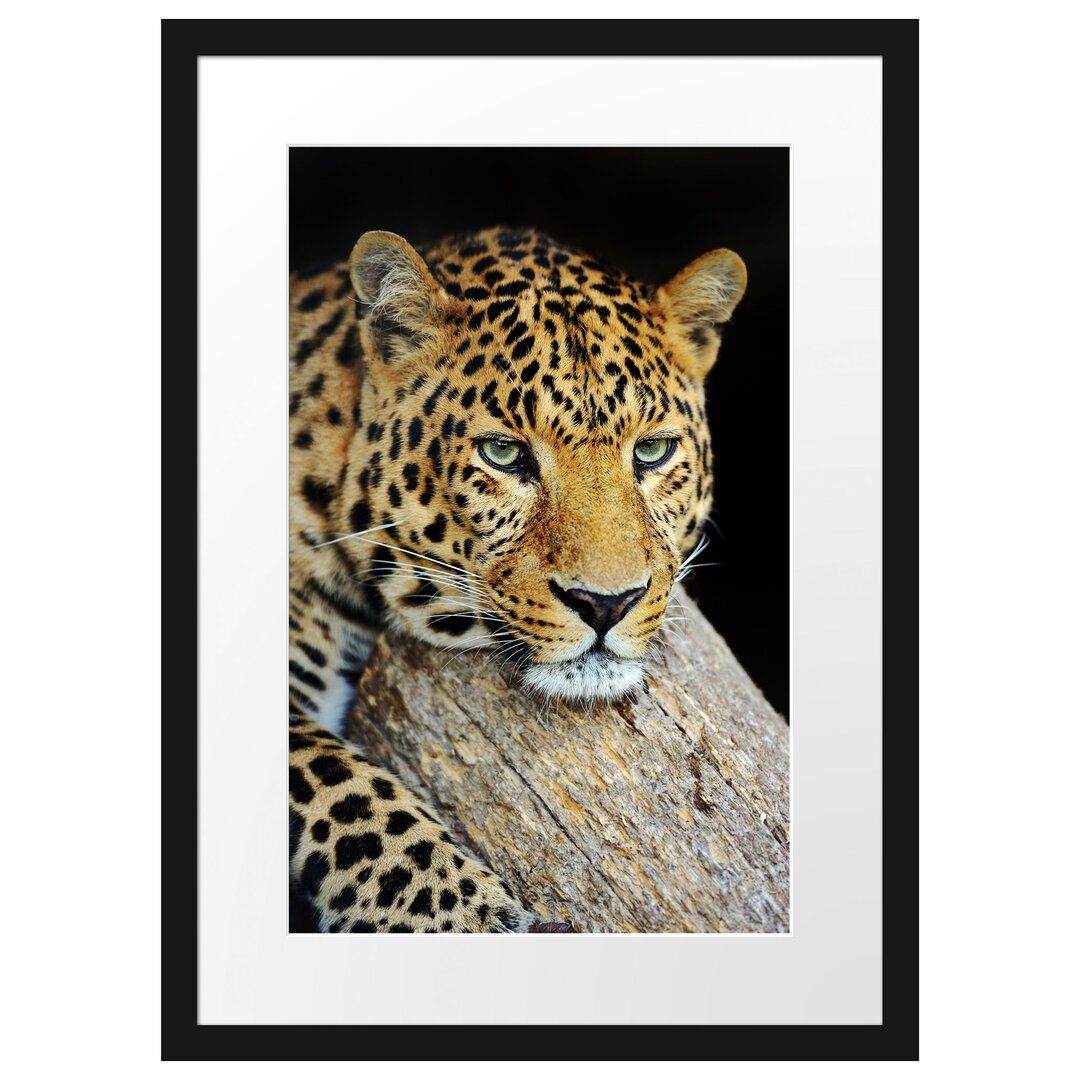 Gerahmtes Poster Ruhiger Leopard