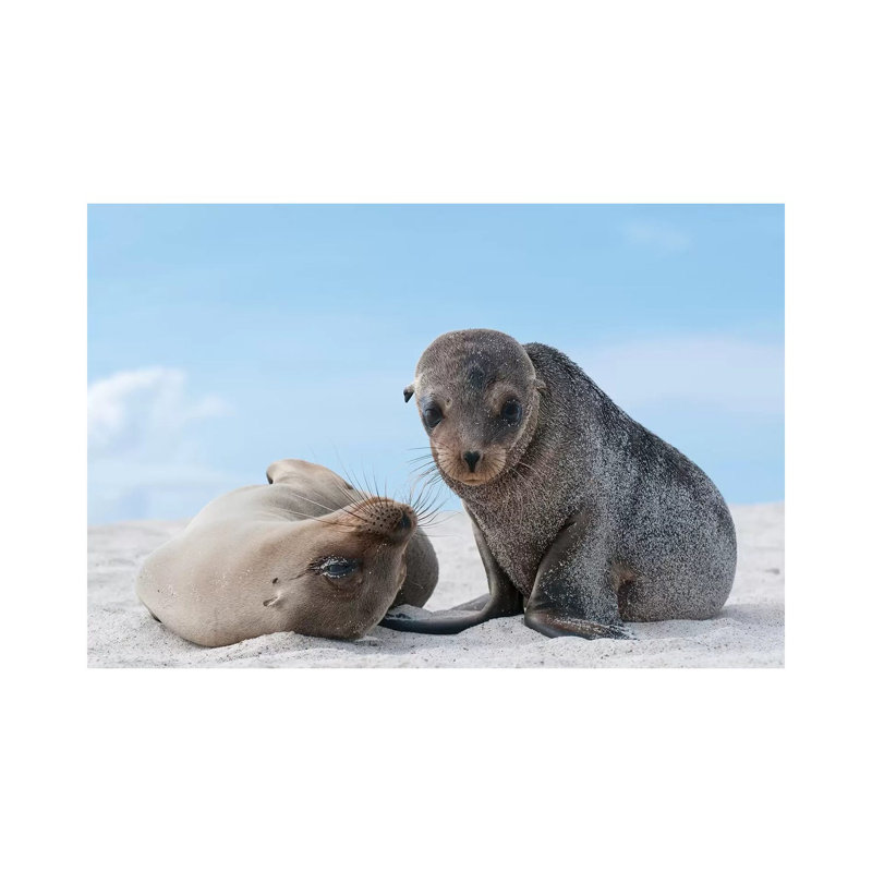 Galapagos Sea Lion Female And Pup, Galapagos Islands, Ecuador by Tui De Roy - Wrapped Canvas Print