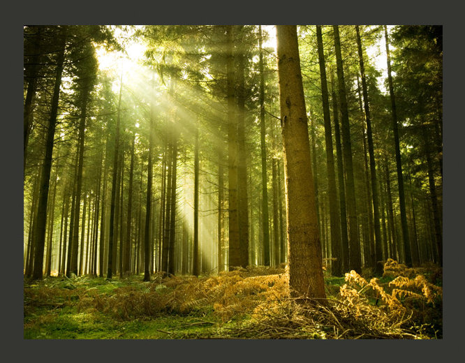 Pine Forest 3.09m x 400cm Wallpaper, 300 cm x 231 cm