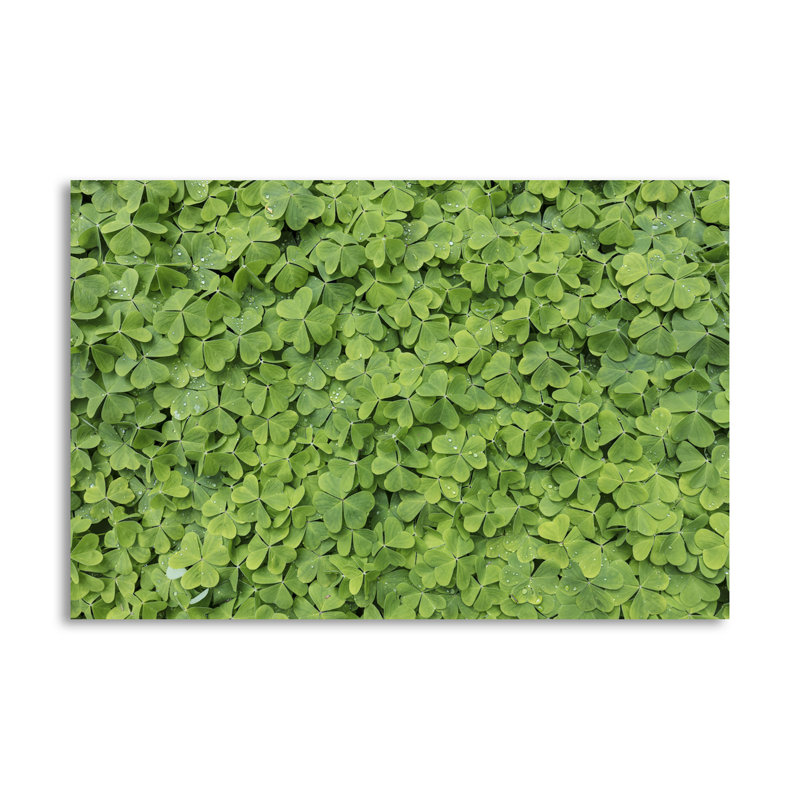 « roséed oxalis », reproduction de photo, H 24 po x l 36 po x P 0,01 po, Papier