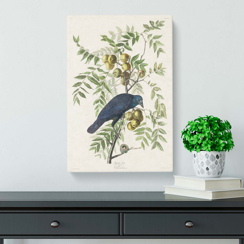 American Crow by John Audubon - Wrapped Canvas, 60cm H x 40cm W x 3cm D