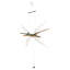 Mobile Flying Bird - Pterodactylus