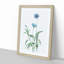 Cornflowers in Blue by Pierre-Joseph Redoute - Picture Frame Painting Print-55510549-55510552
