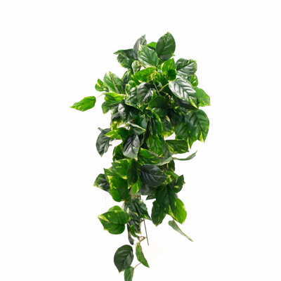 Plante de feuillage à philo unique dans un panier