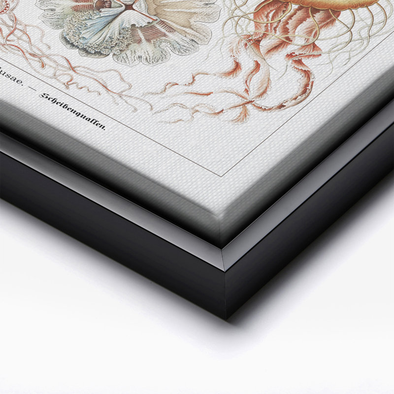 Ernst Haeckel - Méduse, Black Framed, Canvas, 11"H x 14"W