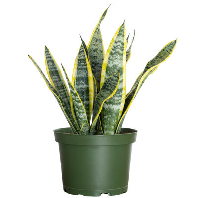 United Nursery Live Snake Plant (Sansevieria) Plant in Nursery Pot