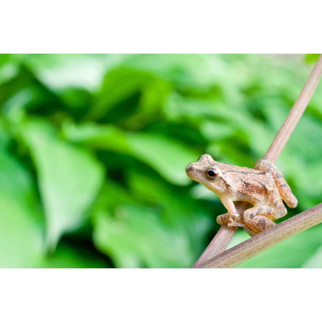 Spring Peeper - Kunstdrucke auf Leinwand - Wrapped Canvas