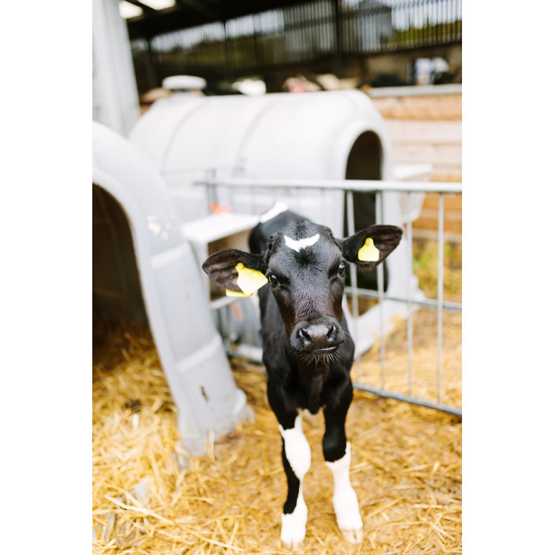 Young Calf by Urbancow - No Frame Art Prints on Canvas