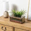 Artificial Grass in Planter
