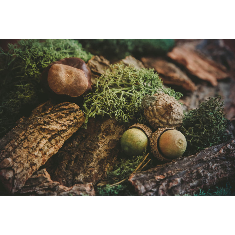 Glands, mousse, châtaignier - Photographie sur toile tendue, H 24 po x l 36 po