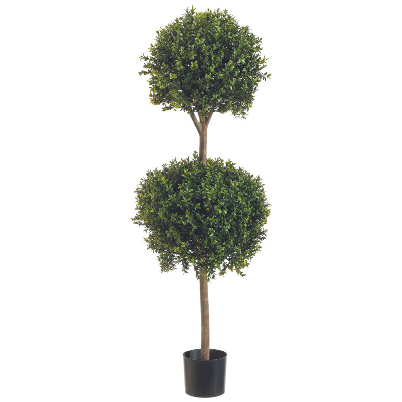Boxwood Ball Topiary